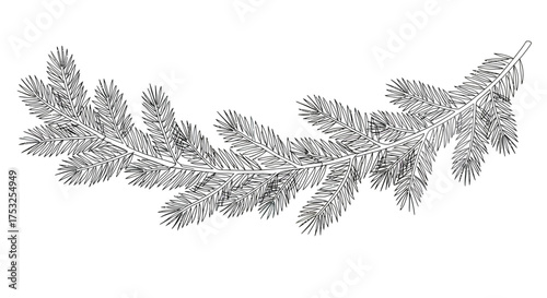 Detailed pine branch line drawing for nature and botanical designs