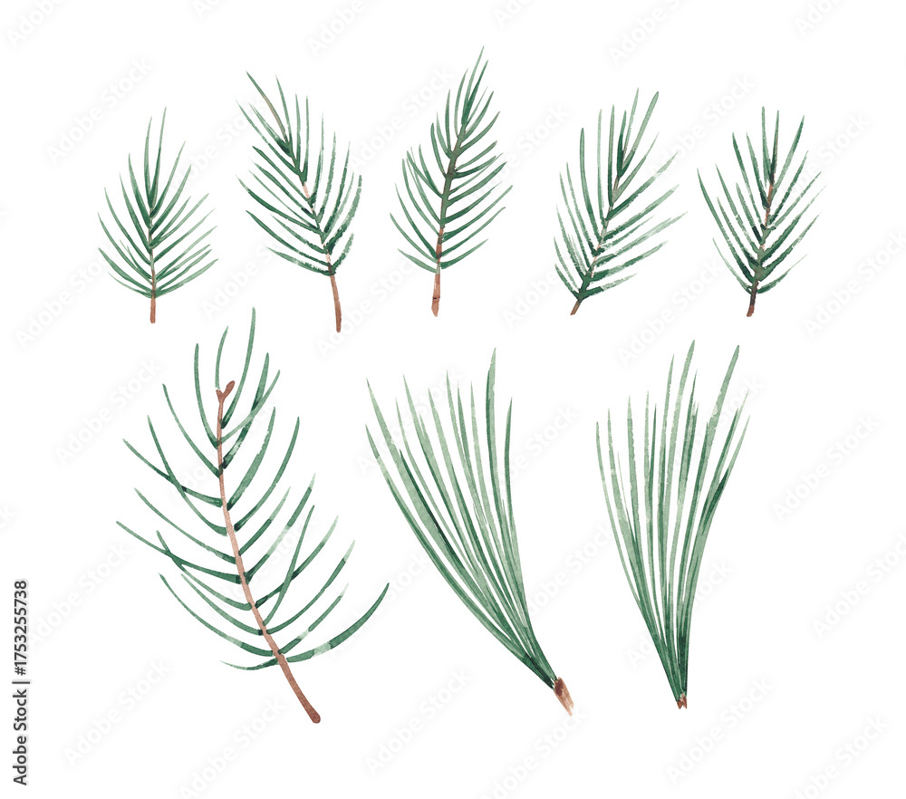 Naklejka premium Fir pine brances hand drawn by watercolor. Isolated on white background. evergreen plants. Winter plants. Design elements for Christmas cards, banners, invitations
