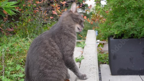 Close-up of male senior tabby cat outdoors at garden licking fur on an autumn day at Swiss city of Zürich. Movie shot October 13th, 2025, Zurich, Switzerland.