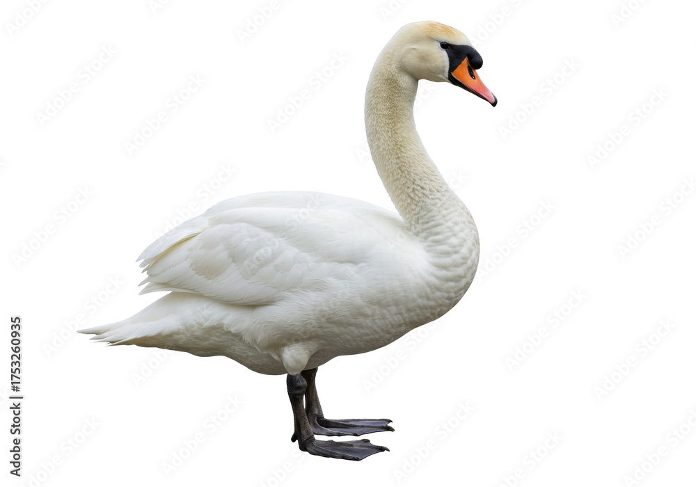 Obraz premium Isolated white swan stands on two legs, graceful water bird, elegant and serene nature
