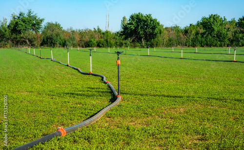 Sprinkler irrigation system is installed green agricultural field. A black hose feeds the rows of sprinklers under a clear blue sky. Watering, humidification, automation system in garden.
