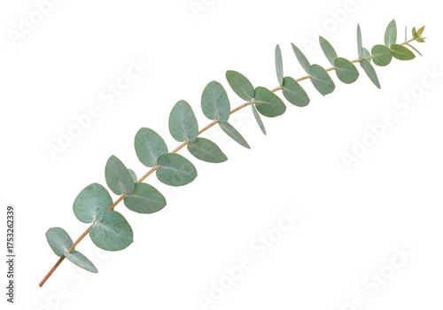 Isolated sprig of Eucalyptus leaves on a stem, silvery blue-green plant of Australia