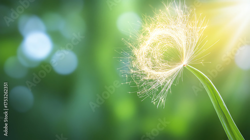A close-up view of a dandelion seed head glimmering in sunlight, capturing nature's delicate beauty in a soft, blurred background.