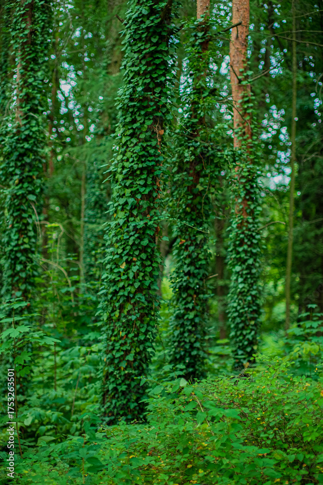 Obraz premium Vines cascade down the trunks of tall trees, creating a rich tapestry of greenery in the forest