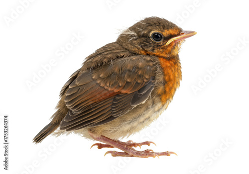 Isolated Robin fledgling stands looking right with orange feathers and brown markings