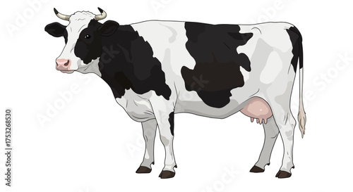 Black and white dairy cow standing on white background