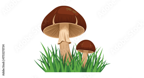 Two brown mushrooms are growing in lush green grass on a white background.