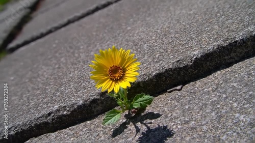Wallpaper Mural Tiny Sunflower Blooms Through Concrete, Inspiring Resilience Torontodigital.ca