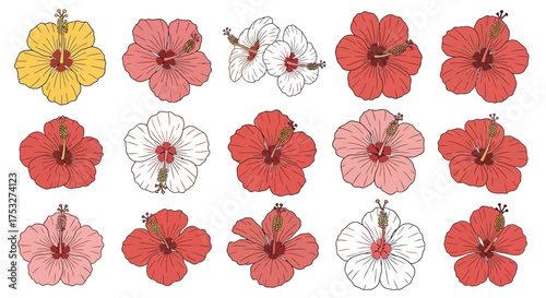 A vibrant collection of hand-drawn hibiscus flowers in various shades of red, pink, and yellow, showcasing their delicate petals and prominent stamens.