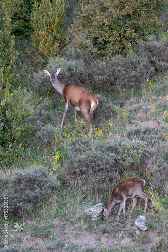 Red deer in the Pyrenees during the rut, Catalonia, Spain