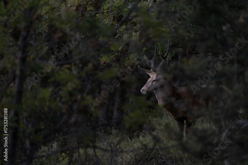 Red deer in the Pyrenees during the rut, Catalonia, Spain