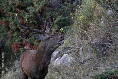 Red deer in the Pyrenees during the rut, Catalonia, Spain