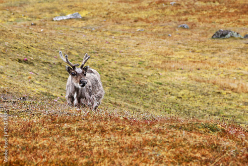 Freilebendes Rentier im Sommerfell schaut neugierig auf Svalbard früher Spitzbergen in Skandinavien / Norwegen