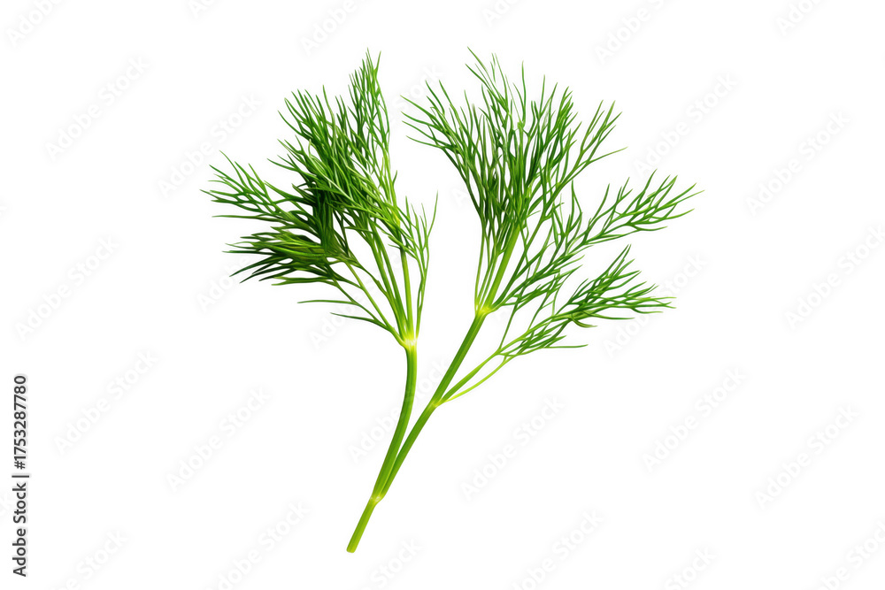 Naklejka premium Green dill herb fronds isolated on a transparent background