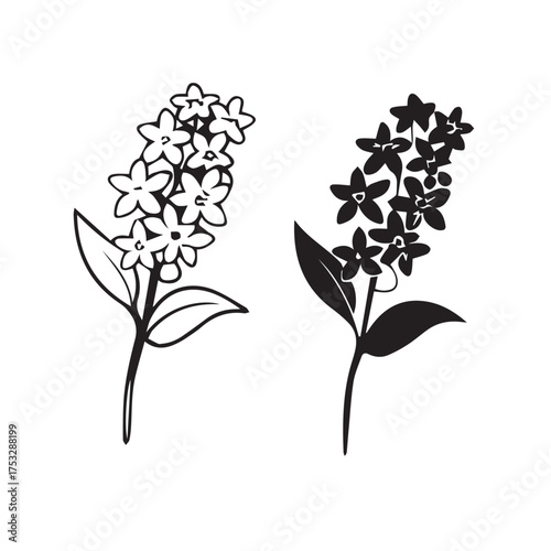 Illustration of two lilac flower branches isolated on white background, one in black and white outline and the other in solid black silhouette, showcasing botanical elegance and floral design