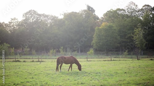 horses grazing on a foggy meadow at sunrise