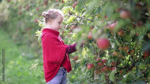 smiling girl harvesting apples on a farm