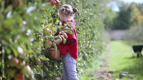 smiling girl harvesting apples on a farm