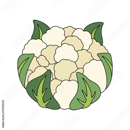 Fresh cauliflower vegetable healthy food delicious ingredient for cooking and nutrition vector