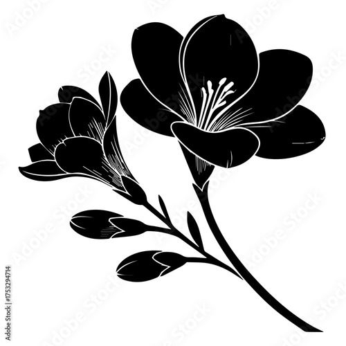 Elegant freesia flower illustration, beautiful line art for sophisticated designs and invitations