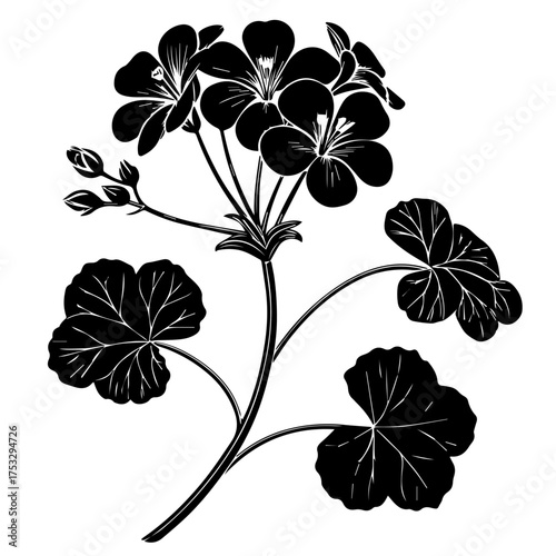 Elegant botanical illustration of geranium flowers and leaves for sophisticated design projects
