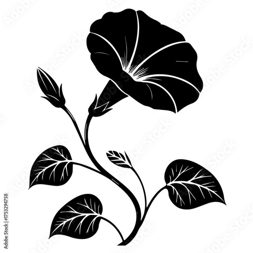 Elegant morning glory flower artwork with delicate vines, perfect for sophisticated design projects