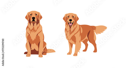 Two golden retriever dogs sitting and standing posing for the camera