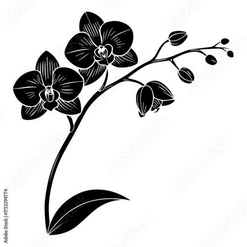 Elegant monochrome orchid illustration, perfect for sophisticated designs and graceful projects