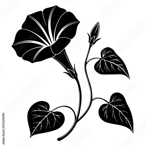 Elegant morning glory illustration with delicate details for botanical designs and nature-inspired artwork