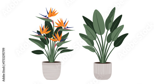 Two potted houseplants one with vibrant orange and blue flowers and the other with large green leaves.