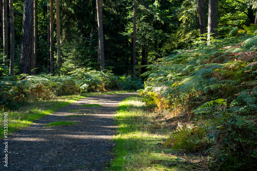 Wander- und Wirtschaftsweg in den Nikolsdorfer Wänden in der Sächsischen Schweiz