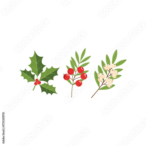 Winter berries and holly leaves festive botanical elements for holiday design vector