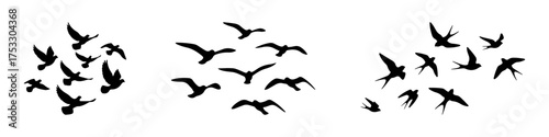 Flying birds silhouettes set. Minimal bird silhouettes, flight poses, tattoo and nature design.