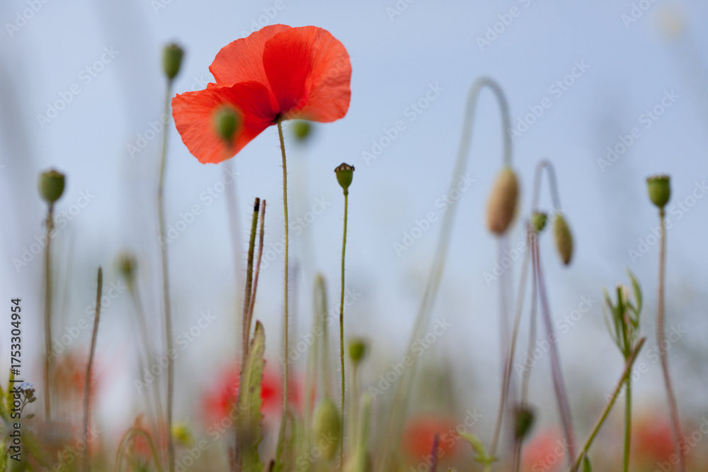 Fototapeta premium Red poppy flower in a field in Yorkshire, England, taken from close up and a low angle against a blue sky and among poppy stalks and seedheads