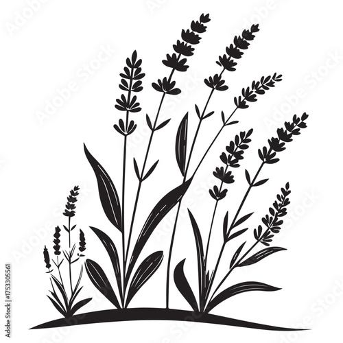Elegant lavender sprigs illustration, perfect for adding natural beauty to any design project with ease