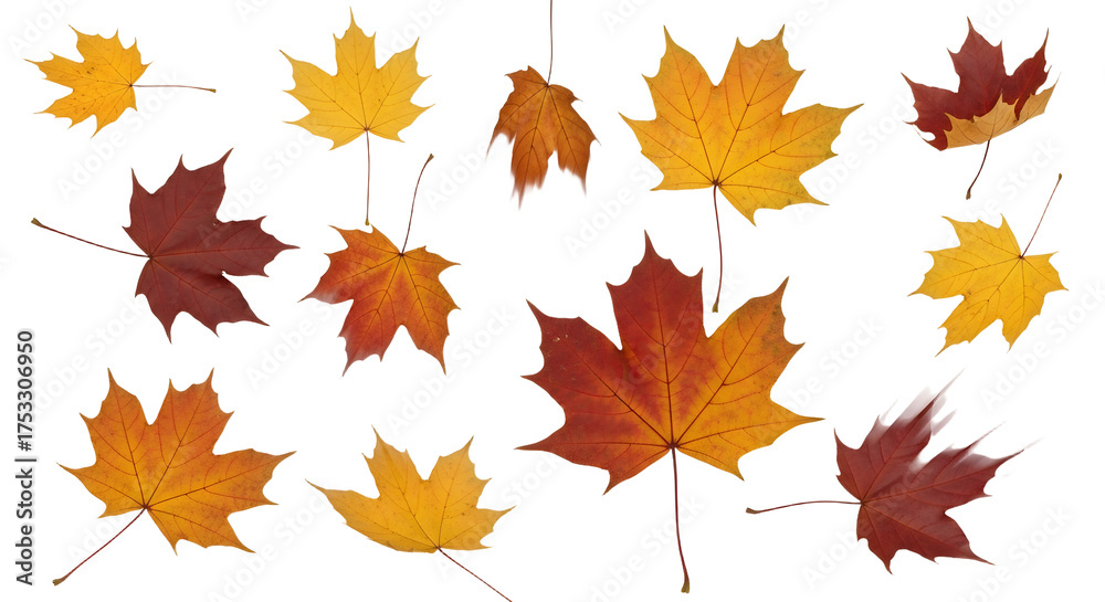 Fototapeta premium Vibrant Autumn Maple Leaves Collection on White Background, Symbolizing Fall Season Change and Natural Beauty