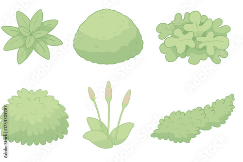 Moss Species Icons. Isometric vector illustration set Moss species details: star moss rosette, cushion moss dome, liverwort leafy