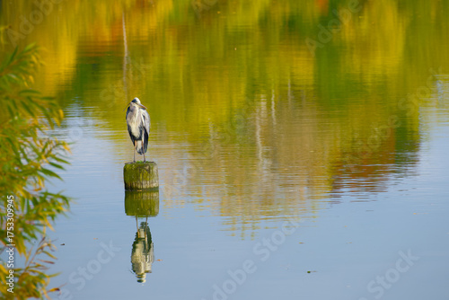Wallpaper Mural Grey heron standing peacefully on wooden post with autumn-colored water reflections Torontodigital.ca