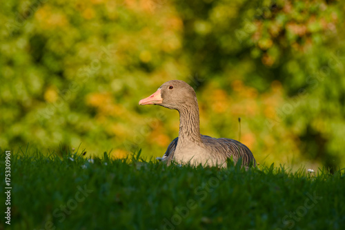 Wallpaper Mural Wildlife portrait of greylag goose on grass during warm autumn evening	 Torontodigital.ca
