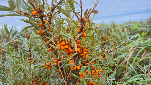 Sea ​​buckthorn with ripe orange berries growing in the sandy dunes by the Danish North Sea in autumn season