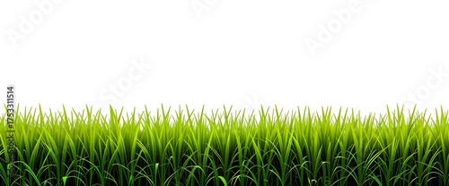 Fresh green grass isolated on transparent background 