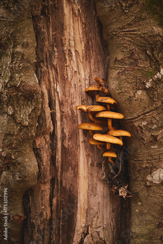 Colorful mushrooms grow on a tree trunk in a serene forest during autumn. Autumn hiking in Carpathian Mountains, Ukraine
