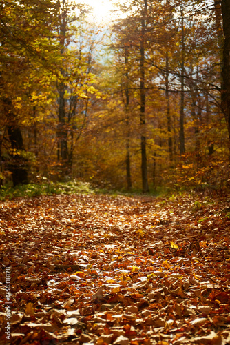Beautiful autumn forest path covered in colorful leaves in the late afternoon sunlight. Autumn hiking in Carpathian Mountains, Ukraine