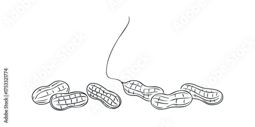 Hand drawn peanuts scattered across white background