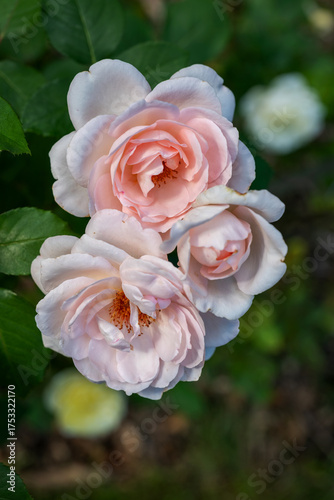 Rose Flowers Clair Renaissance POUlsyng