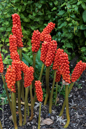 Red Fruits Of Arum Italicum