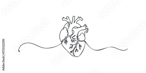 Human heart anatomical single line drawing