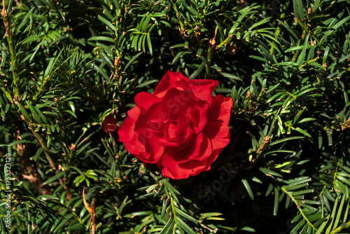 Red Rose Flower In Green Foliage