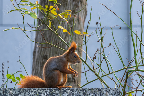 Eurasian Red Squirrel Sciurus Vulgaris