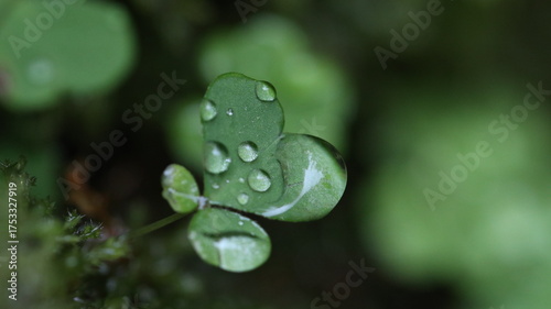 Plant leaf and water drops